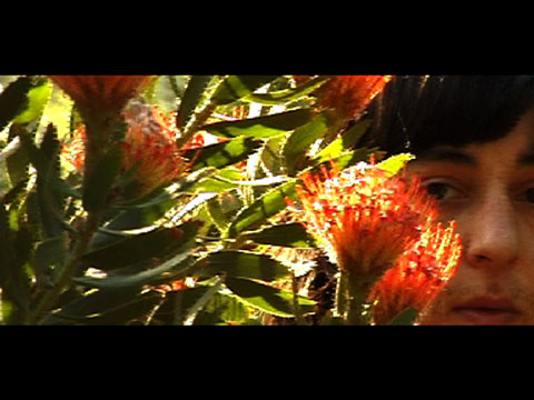 Arrancia Blumen